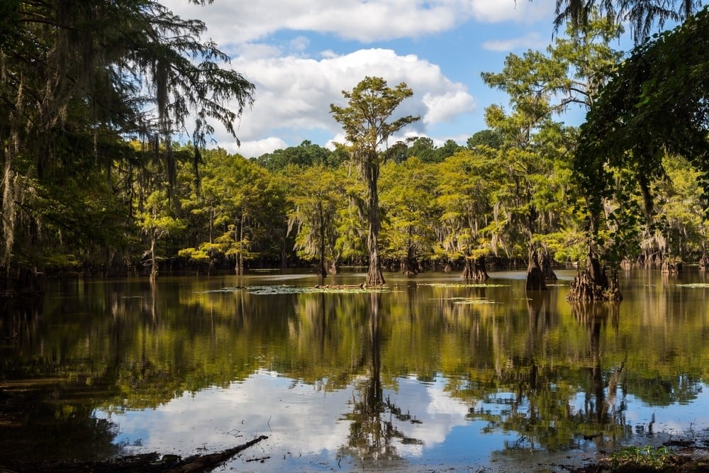 Taman Negara Bagian Danau Caddo - Taman Negara Bagian Texas