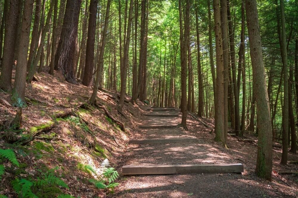 Taman Hutan Negara Bagian Cook - Taman Negara Bagian Pennsylvania