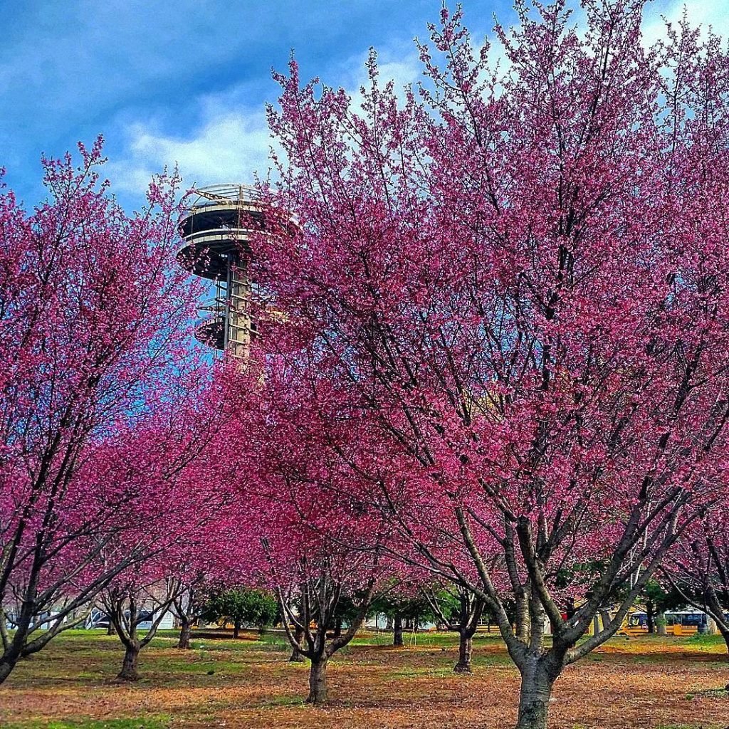 Taman Corona di New York
