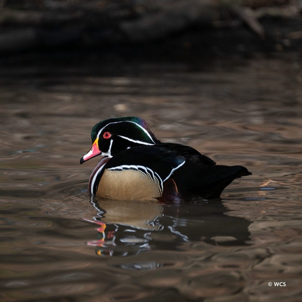 Bebek di Kebun Binatang Queens