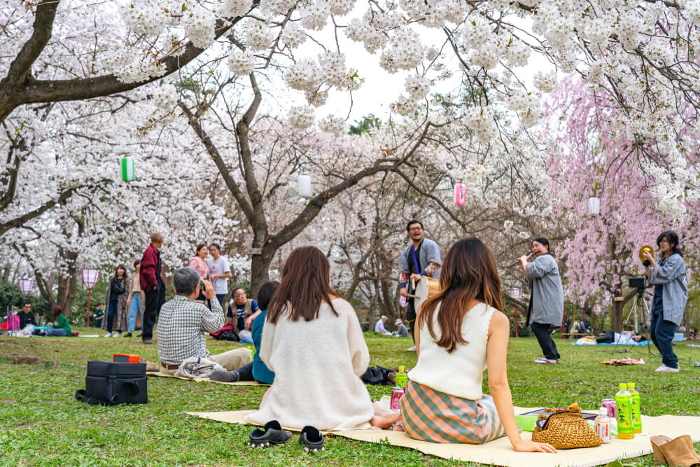 Festival Bunga Sakura Hirosaki – Waktu Terbaik Mengunjungi Jepang