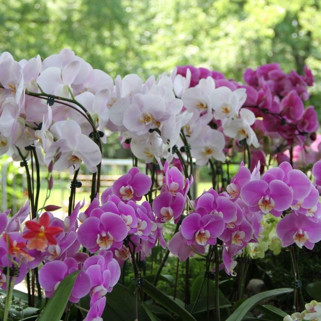Kebun Raya Queens di New York