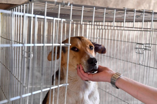 Relawan Clean Futures Fund (CFF) menenangkan seekor anjing liar setelah menjalani operasi di rumah sakit hewan darurat tepat di sebelah pembangkit listrik Chernobyl pada 8 Juni 2018. Area terlarang di sekitar Chernobyl sangat sepi, tetapi sebuah bangunan di dekat pembangkit listrik tenaga nuklir Chernobyl lokasi kecelakaan Bencana nuklir terburuk di dunia penuh dengan gonggongan dan rengekan. Bangunan satu lantai yang panjang ini pernah berfungsi sebagai pusat kesehatan darurat bagi para pekerja pabrik yang menerima bantuan setelah bencana tahun 1986. Saat ini, bangunan tersebut menjadi rumah sakit bagi anjing-anjing liar yang masih berada di zona eksklusi sepanjang 30 kilometer (19 mil). penduduk manusia dievakuasi setelah merger. / FOTO AFP / Sergei SUPINSKYSERGEI SUPINSKY/AFP/Getty Images