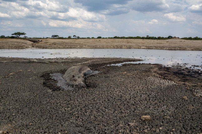 TOPSHOT - Seekor kuda nil terjebak dalam lumpur di kubangan air kering di Taman Nasional Hwange, Zimbabwe, 12 November 2019. Lebih dari 200 gajah mati bersama hewan lainnya akibat kekurangan air dan makanan di Taman Nasional Hwange yang berukuran sebesar Belgia, yang saat ini menjadi rumah bagi lebih dari 45.000 hewan berkulit tebal, lebih banyak dari seluruh kawanan hewan tersebut Kenya. (Foto oleh TANTE ZINYANGE / AFP) (Foto oleh TANTE ZINYANGE/AFP via Getty Images)