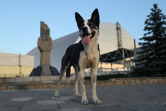 CHHORNOBYL, UKRAINA - 18 AGUSTUS: Seekor anjing liar berdiri di depan sebuah monumen di luar kandang raksasa baru yang menutupi reaktor nomor empat pembangkit listrik tenaga nuklir Chernobyl yang hancur pada 18 Agustus 2017 dekat Chernobyl, Ukraina. Diperkirakan ada 900 anjing liar yang tinggal di zona eksklusi, banyak di antaranya kemungkinan merupakan keturunan anjing yang ditinggalkan setelah evakuasi massal penduduk setelah bencana nuklir Chernobyl pada tahun 1986. Relawan, termasuk dokter hewan dan ahli radiasi dari seluruh dunia, berpartisipasi dalam sebuah inisiatif yang disebut The Dogs of Chernobyl, diluncurkan oleh organisasi nirlaba Clean Futures Fund. Peserta menangkap anjing-anjing tersebut, mempelajari paparan radiasinya, memvaksinasi mereka terhadap parasit dan penyakit termasuk rabies, menandai anjing-anjing tersebut dan melepaskannya ke zona eksklusi. Beberapa anjing juga dipasangi kalung khusus yang dilengkapi dengan sensor radiasi dan penerima GPS untuk memetakan tingkat radiasi di area tersebut. (Foto oleh Sean Gallup/Getty Images)