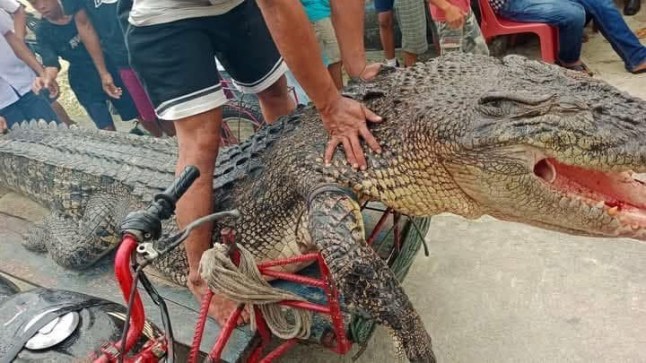 INI adalah momen mengerikan ketika seekor buaya yang terbunuh muncul ke permukaan dengan tubuh seorang ibu rumah tangga di rahangnya. Reptil muara setinggi 13 kaki itu menerjang Nurhawati Zihura, 46, saat ia membasuh kakinya di air laut dekat desa pesisirnya di Sumatera Utara, Indonesia, pagi ini. Penduduk setempat yang terkejut mendengar jeritan sang ibu, namun hanya bisa menyaksikan binatang itu memukul tubuhnya dengan