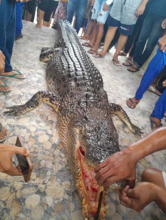 Ini adalah momen mengerikan ketika seekor buaya yang terbunuh muncul ke permukaan dengan tubuh seorang ibu rumah tangga di rahangnya. Reptil muara setinggi 13 kaki itu menerjang Nurhawati Zihura, 46, saat ia membasuh kakinya di air laut dekat desa pesisirnya di Sumatera Utara, Indonesia, pagi ini. Penduduk setempat yang terkejut mendengar jeritan sang ibu, namun hanya bisa menyaksikan binatang itu memukul tubuhnya dengan