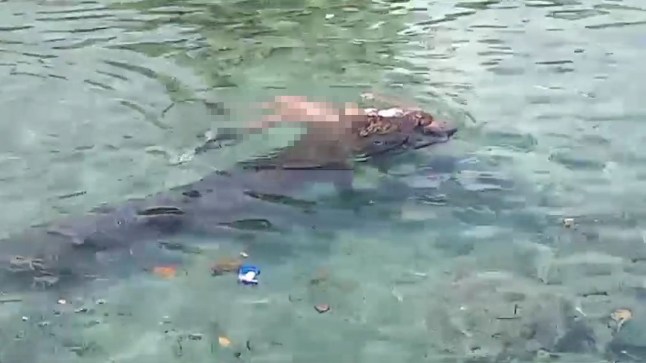 Buaya pembunuh difoto bersama seorang wanita di rahangnya 2 jam setelah menangkapnya dari pantai