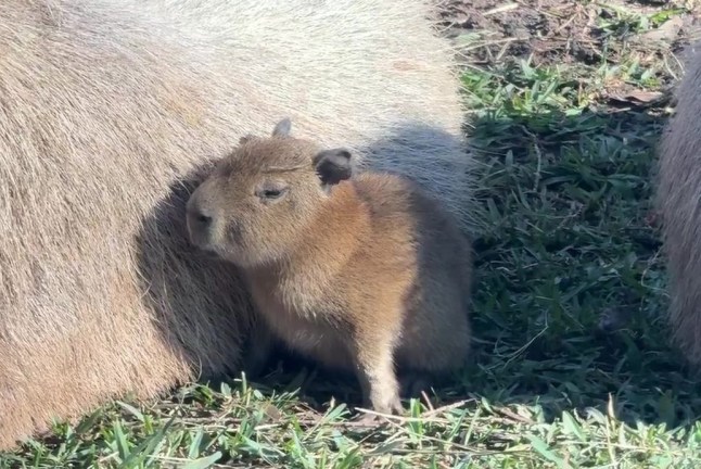 Tupi, bayi kapibara, lahir di Kebun Binatang San Antonio pada 3 Desember. Pihak kebun binatang membagikan foto dan video dirinya, ibunya, Luna, dan hewan lain di kandangnya.