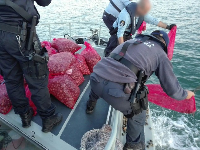 Otoritas penegak hukum di Perancis, Portugal dan Spanyol, didukung oleh Europol, telah menangkap 62 anggota beberapa kelompok kriminal terorganisir yang terlibat dalam penangkapan ikan moluska yang terkontaminasi secara ilegal di Portugal dan Spanyol. Aksi selama 17 hari tersebut juga berujung pada penyitaan 30 ton moluska dan 6 ton sidat kaca senilai hingga 10 juta euro di pasar makanan laut. Enam tersangka dianggap sebagai target bernilai tinggi oleh pihak berwenang.