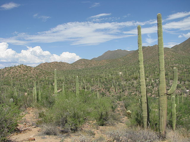 Saguaro_Taman Nasional_