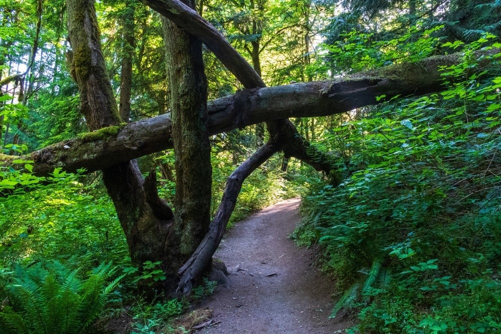 Saint Edward State Park – salah satu taman negara bagian terbaik di Washington