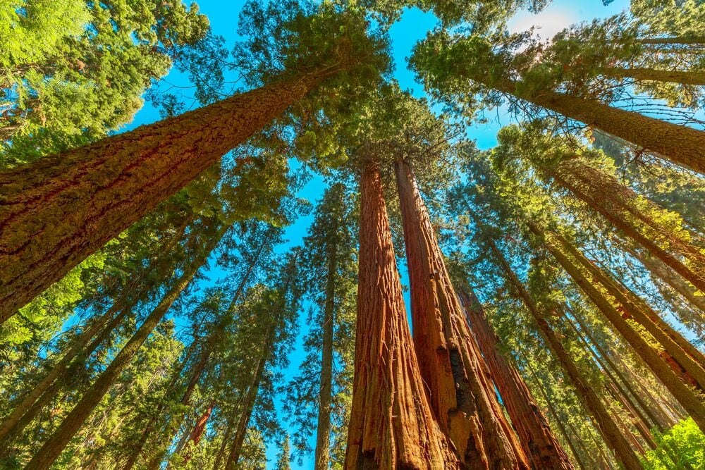 Taman Nasional Sequoia – salah satu taman nasional terbaik di California