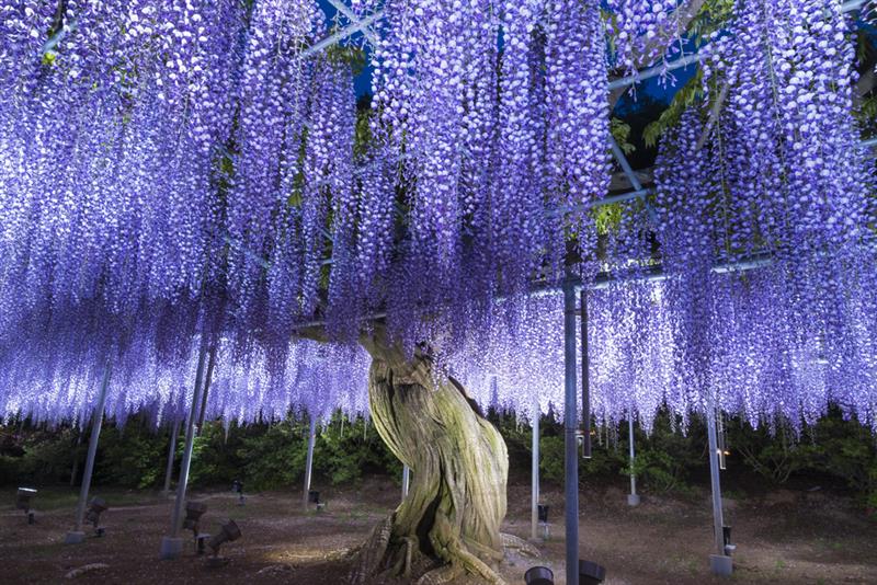 Acara Melihat Wisteria di Taman Bunga Ashikaga