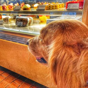 Nantikan santapan berikutnya di Pierrot Gourmet, restoran ramah anjing terbaik di Chicago
