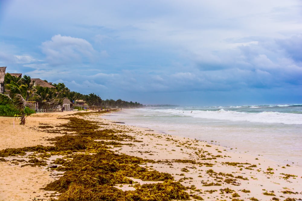 Musim rumput laut di Tulum