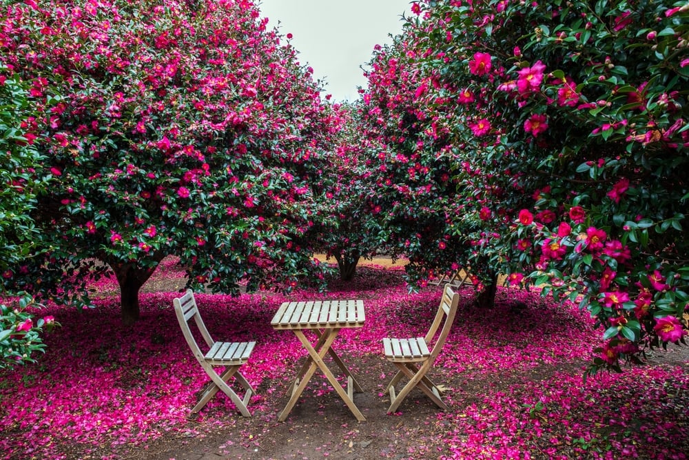 Bunga Camellia di musim dingin