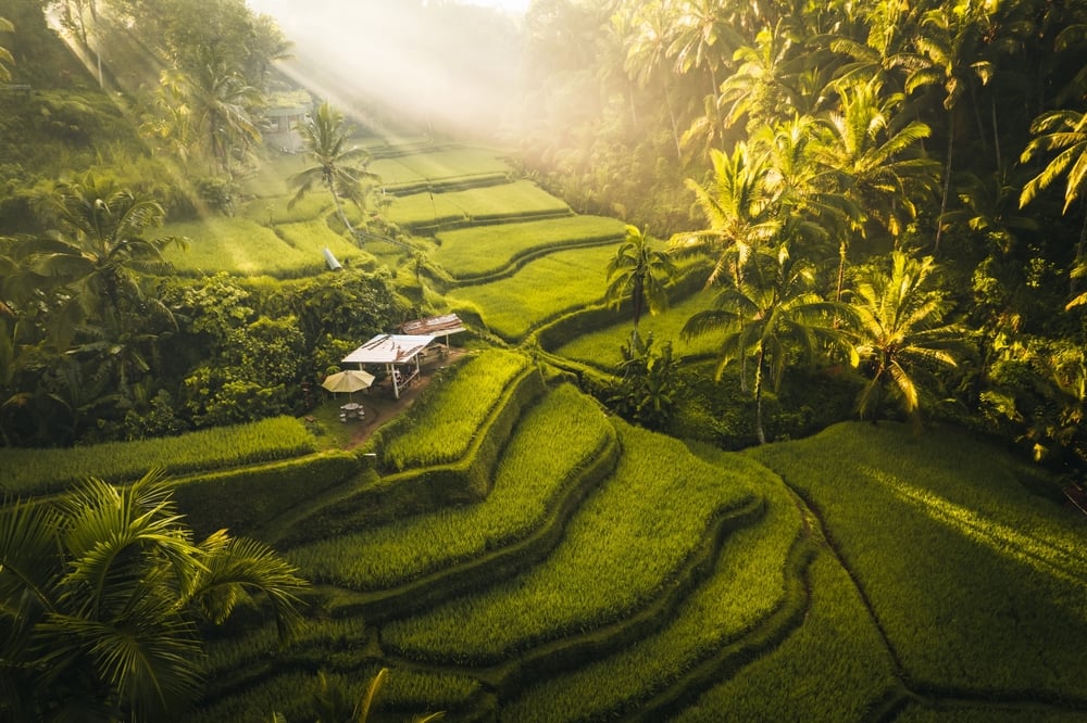 Teras Sawah Bali