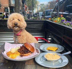 Biasa di teras restoran Smoke Daddy - ramah anjing di Chicago